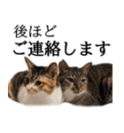 代弁猫～猫と丁寧語のポワレ～（個別スタンプ：35）