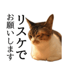 代弁猫～猫と丁寧語のポワレ～（個別スタンプ：36）