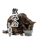 代弁猫～猫と丁寧語のポワレ～（個別スタンプ：37）