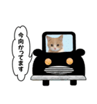 お茶目な猫のSimple life（個別スタンプ：3）