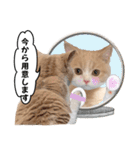 お茶目な猫のSimple life（個別スタンプ：6）