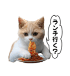 お茶目な猫のSimple life（個別スタンプ：8）