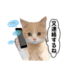 お茶目な猫のSimple life（個別スタンプ：10）