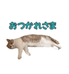 お茶目な猫のSimple life（個別スタンプ：13）