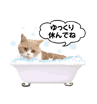 お茶目な猫のSimple life（個別スタンプ：18）