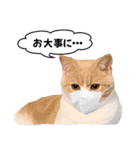 お茶目な猫のSimple life（個別スタンプ：19）