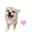 チワコーギー♡いくらちゃん（個別スタンプ：1）