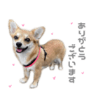 チワコーギー♡いくらちゃん（個別スタンプ：4）