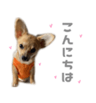 チワコーギー♡いくらちゃん（個別スタンプ：6）
