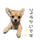 チワコーギー♡いくらちゃん（個別スタンプ：10）