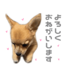 チワコーギー♡いくらちゃん（個別スタンプ：11）