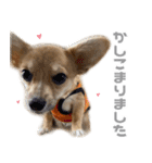 チワコーギー♡いくらちゃん（個別スタンプ：12）