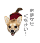 チワコーギー♡いくらちゃん（個別スタンプ：14）