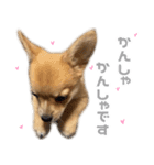 チワコーギー♡いくらちゃん（個別スタンプ：15）