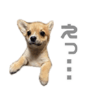 チワコーギー♡いくらちゃん（個別スタンプ：18）