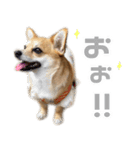 チワコーギー♡いくらちゃん（個別スタンプ：19）