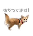チワコーギー♡いくらちゃん（個別スタンプ：21）