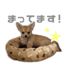 チワコーギー♡いくらちゃん（個別スタンプ：22）