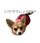 チワコーギー♡いくらちゃん（個別スタンプ：34）