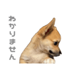 チワコーギー♡いくらちゃん（個別スタンプ：36）