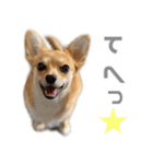 チワコーギー♡いくらちゃん（個別スタンプ：37）