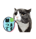 犬猫三昧①④（個別スタンプ：1）