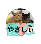 犬猫三昧①④（個別スタンプ：2）