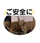 犬猫三昧①④（個別スタンプ：3）