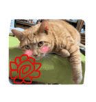 犬猫三昧①④（個別スタンプ：4）
