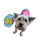 犬猫三昧①④（個別スタンプ：5）