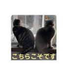 犬猫三昧①④（個別スタンプ：8）