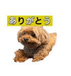 かわいいジェ1（個別スタンプ：2）