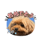 かわいいジェ1（個別スタンプ：3）