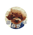 かわいいジェ1（個別スタンプ：6）
