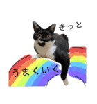 にゃ〜のあるひ（個別スタンプ：3）