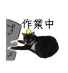 にゃ〜のあるひ（個別スタンプ：4）