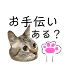 にゃ〜のあるひ（個別スタンプ：13）