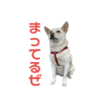 ここちゃん＊2（個別スタンプ：2）