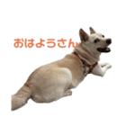 ここちゃん＊2（個別スタンプ：3）