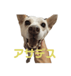 ここちゃん＊2（個別スタンプ：4）