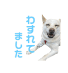 ここちゃん＊2（個別スタンプ：8）