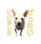 ここちゃん＊2（個別スタンプ：17）