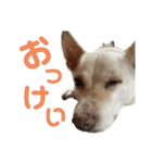 ここちゃん＊2（個別スタンプ：22）