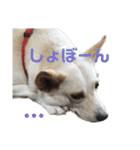 ここちゃん＊2（個別スタンプ：23）
