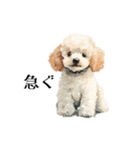 Cute poodle stamps（個別スタンプ：6）