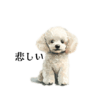 Cute poodle stamps（個別スタンプ：7）