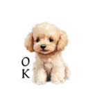 Cute poodle stamps（個別スタンプ：16）