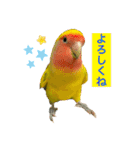 コザクラインコよもぎ♀6（個別スタンプ：1）