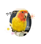 コザクラインコよもぎ♀6（個別スタンプ：2）