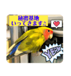 コザクラインコよもぎ♀6（個別スタンプ：3）